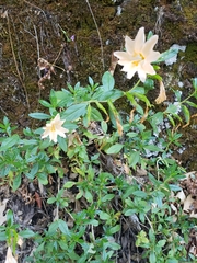 Diplacus grandiflorus