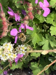 Bombus pascuorum