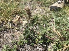 Oxytropis pilosa