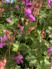 Bombus pascuorum