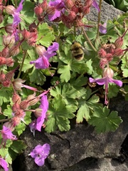 Bombus pascuorum