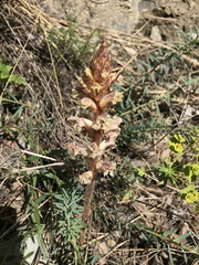 Orobanche alba