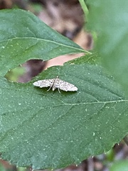Lygropia rivulalis