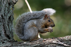 Sciurus carolinensis