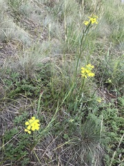 Erysimum rhaeticum
