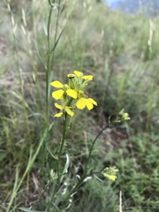 Erysimum rhaeticum