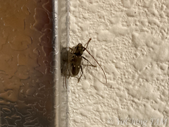 Gnatholea eburifera