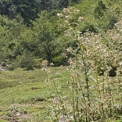 Chloris spinoides