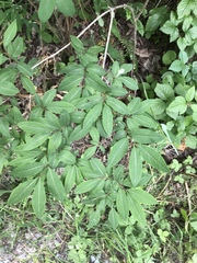 Lonicera nigra