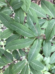 Lonicera nigra