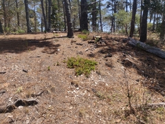 Arctostaphylos tomentosa hebeclada