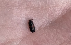 Divales bipustulatus