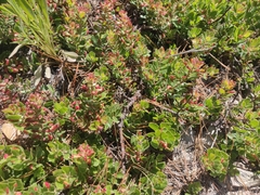 Arctostaphylos tomentosa hebeclada