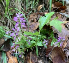Fringed polygala (Polygala comosa)