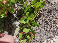 Arctostaphylos tomentosa hebeclada