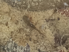 Lissotriton schmidtleri