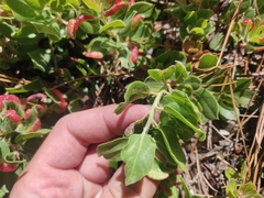 Arctostaphylos tomentosa hebeclada
