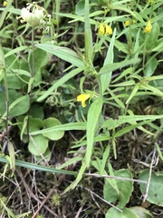 Melampyrum sylvaticum