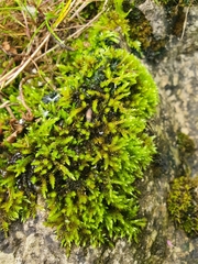Cirriphyllum crassinervium