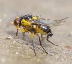 Thaumatomyia grata