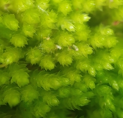 Cirriphyllum crassinervium