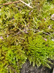Cirriphyllum crassinervium