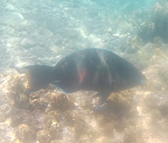 Scarus fuscopurpureus