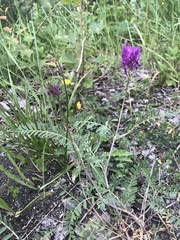 Astragalus onobrychis