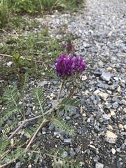 Astragalus onobrychis