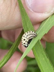 Chrysomela vigintipunctata