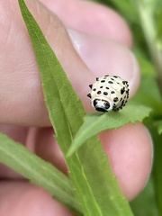 Chrysomela vigintipunctata