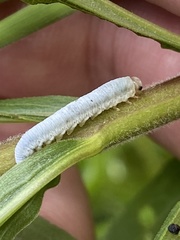 Monostegia abdominalis