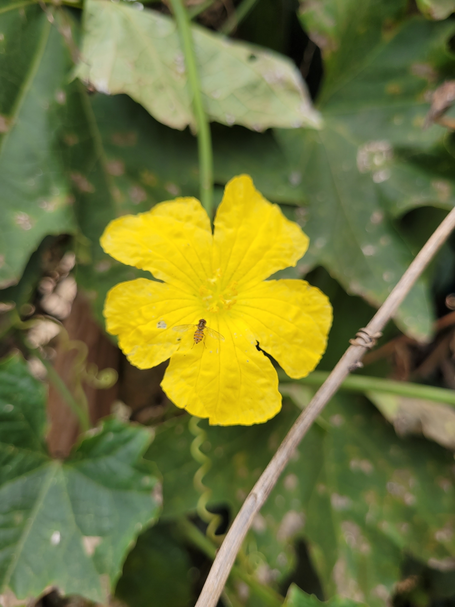 Luffa aegyptiaca