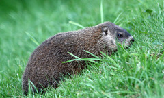 Marmota monax
