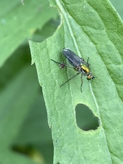 Poecilobothrus nobilitatus