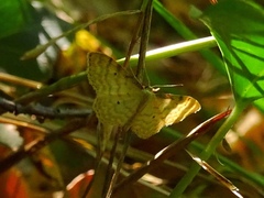Idaea fuscovenosa