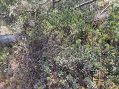 Arctostaphylos tomentosa hebeclada