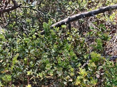 Arctostaphylos tomentosa hebeclada