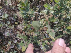 Arctostaphylos tomentosa hebeclada