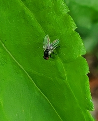 Calycomyza flavinotum