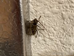 Gnatholea eburifera