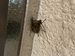 Gnatholea eburifera