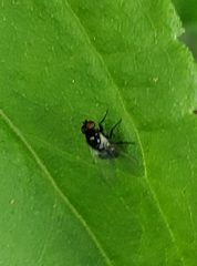 Calycomyza flavinotum