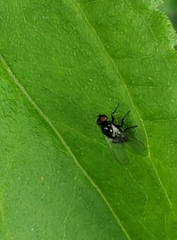 Calycomyza flavinotum