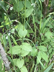Campanula rhomboidalis