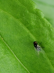 Calycomyza flavinotum