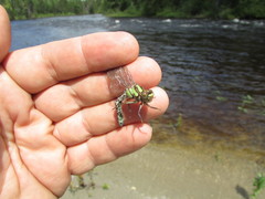 Ophiogomphus colubrinus