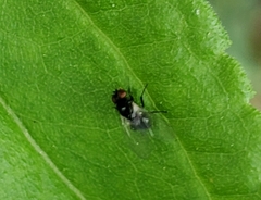 Calycomyza flavinotum