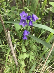 Campanula rhomboidalis