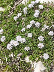 Globularia repens